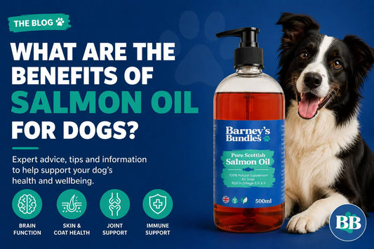 Barney's Bundles blog banner titled "What Are the Benefits of Salmon Oil for Dogs?" featuring a Border Collie, a bottle of Pure Scottish Salmon Oil and icons highlighting brain function, skin and coat health, joint support and immune support.