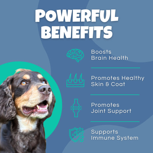 Brown and tan dog beside a Barney's Bundles Pure Scottish Salmon Oil benefits graphic highlighting support for brain health, healthy skin and coat, joint mobility and the immune system. Supplement for dogs